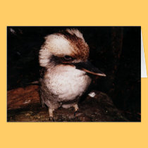 Laughing Kookaburra cards