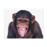 Laughing Monkey Postcard