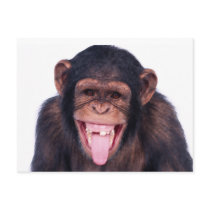 Laughing Monkey Postcard
