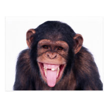 Laughing Monkey Postcard