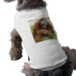 Laughing Orangutan pet clothing