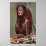 Laughing Orangutan posters