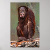 Laughing Orangutan