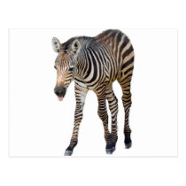 Laughing Zebra postcards