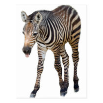 Laughing Zebra postcards
