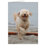 laughingchuck cards