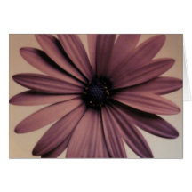 Lavendar Daisy Greeting Cards