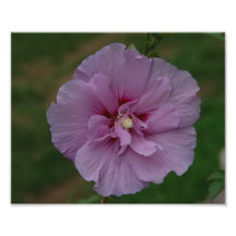 Lavendar Flower Photo