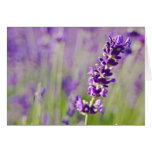 Lavendar | Lavendel cards