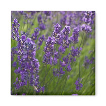 Lavendar | Lavendel Fridge Magnet