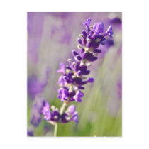 Lavendar | Lavendel