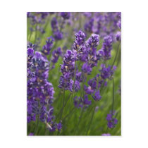 Lavendar | Lavendel