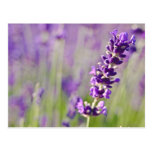 Lavendar | Lavendel Postcard