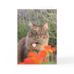 Lavendar, Nasturtium,  and a Tortoiseshell Cat cards