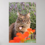 Lavendar, Nasturtium,  and a Tortoiseshell Cat posters