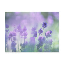 Lavender 2 postcards