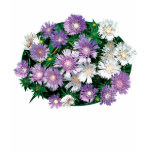 Lavender and White Stokes Asters Kids t-shirts