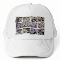 Lavender Aster Kult Cap