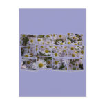 Lavender Aster postcards