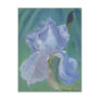 Lavender Bearded Iris Postcard