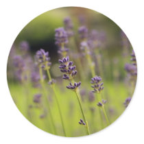 lavender blue stickers