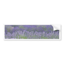 Lavender Bumper Sticker