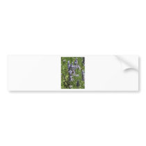 Lavender Bumper Stickers