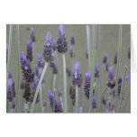 Lavender cards