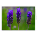 lavender cards