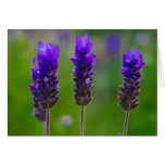 lavender cards