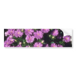 Lavender China Aster (Callistephus Chinensis) flow bumper stickers