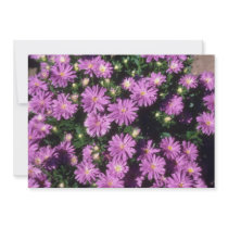 Lavender China Aster (Callistephus Chinensis) flow Announcements