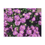 Lavender China Aster (Callistephus Chinensis) flow postcards
