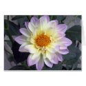 Lavender Creme Dahlia cards