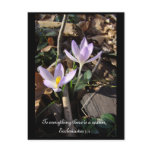 Lavender Crocus Postcards