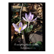 Lavender Crocus Postcards