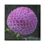 Lavender Dahlia magnets
