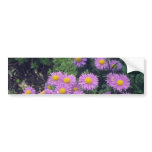 Lavender Dunkle Schone Aster, (Aster Alpinus) flow Bumper Stickers