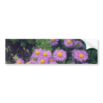 Lavender Dunkle Schone Aster, (Aster Alpinus) flow Bumper Sticker