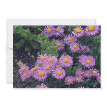 Lavender Dunkle Schone Aster, (Aster Alpinus) flow Invites