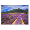Lavender Fields Forever Card