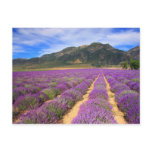 Lavender Fields Forever Postcard