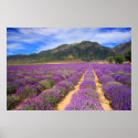 Lavender Fields Forever posters