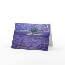 Lavender fields, Vence, Provence, France