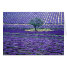 Lavender fields, Vence, Provence, France Cards