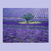 Lavender fields, Vence, Provence, France postcards