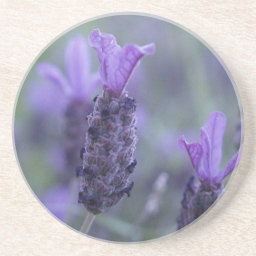 Lavender Flower Photo Coaster