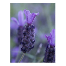Lavender Flower Photo Postcard 