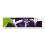 Lavender Flowers