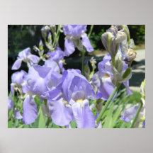 Lavender Freesia Poster